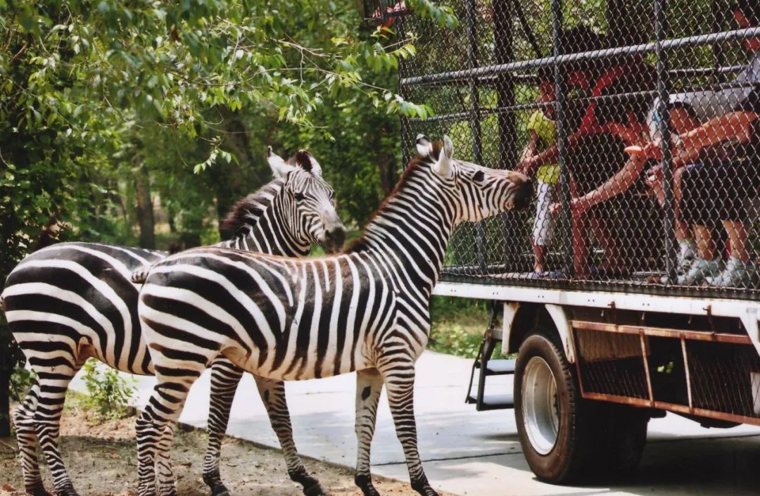 游客量屢創新高，這家動物園在園區建了一座游樂場！