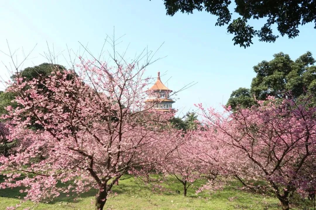 8個問題不解決，鄉村振興無從談起