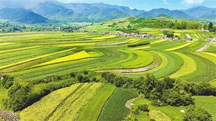 縣域特色產(chǎn)業(yè)集群培育：從“一村一品”到“百億產(chǎn)業(yè)”的躍升路徑