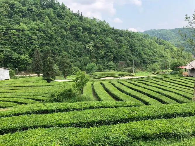 鄉(xiāng)村+民宿：農(nóng)文旅融合賦能鄉(xiāng)村場景，推動全域旅游高質(zhì)量發(fā)展