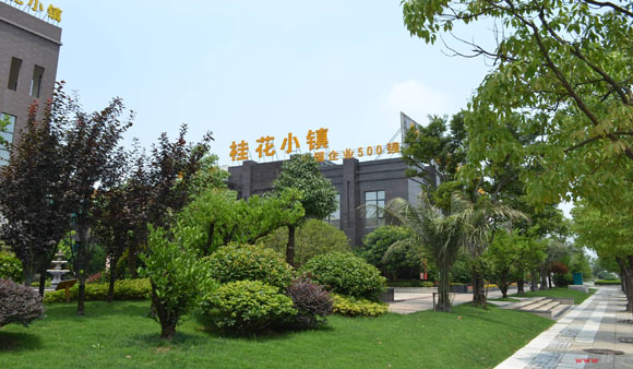 桂花為媒“種”出特色小鎮(zhèn)