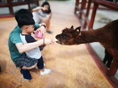 商業新藍海：萌寵樂園引爆“家庭共享”經濟新活力