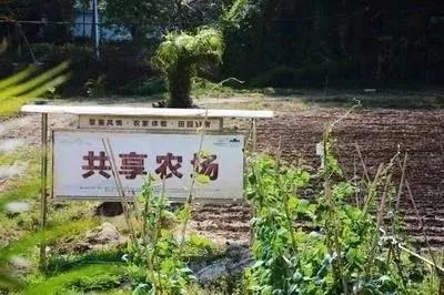共享農(nóng)場全解讀